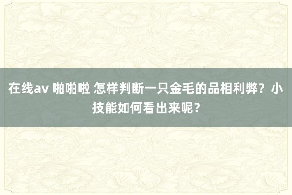 在线av 啪啪啦 怎样判断一只金毛的品相利弊？小技能如何看出来呢？